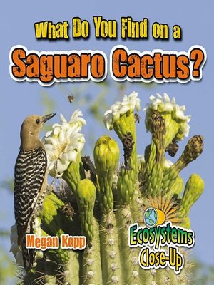 cover image of What Do You Find on a Saguaro Cactus?